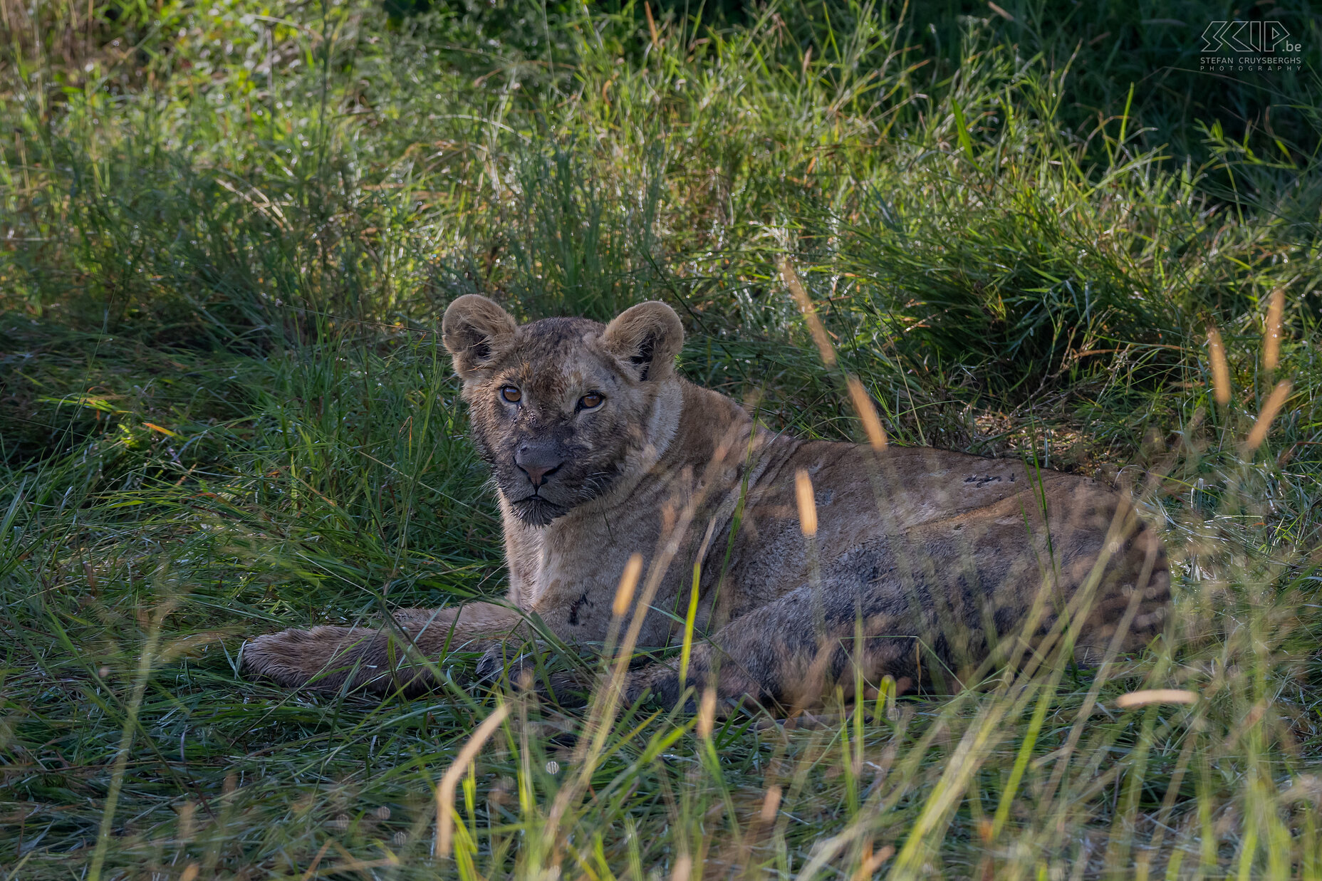 Ol Pejeta - Leeuw Jonge leew met modder en bloed aan de snuit na een nachtelijke eetpartij Stefan Cruysberghs